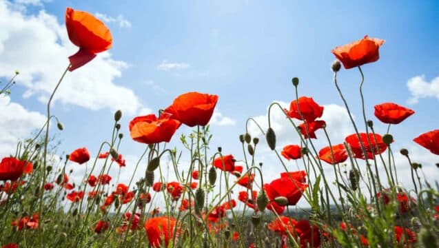 Blackburn with Darwen Council Remembrance Concert
